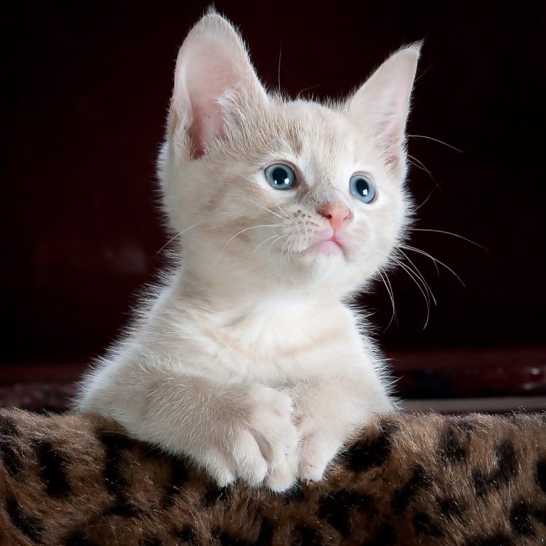 cat, kitten, pet, kitty, young cat, animal, domestic cat, feline, mammal, cute, adorable, nature, portrait, cat portrait