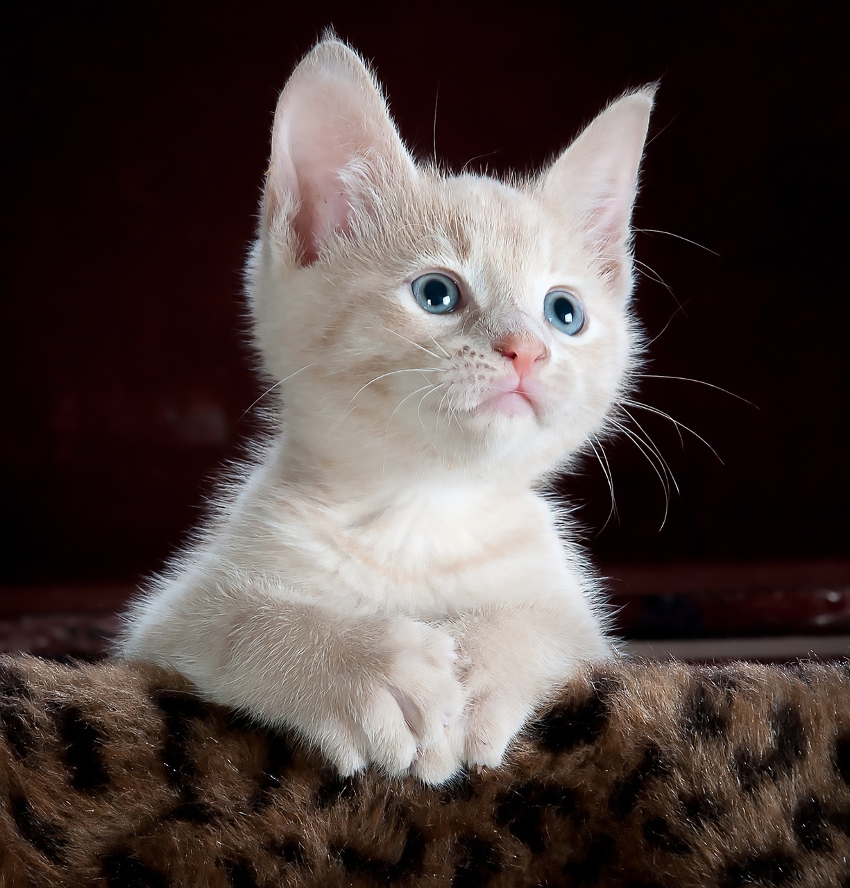 cat, kitten, pet, kitty, young cat, animal, domestic cat, feline, mammal, cute, adorable, nature, portrait, cat portrait